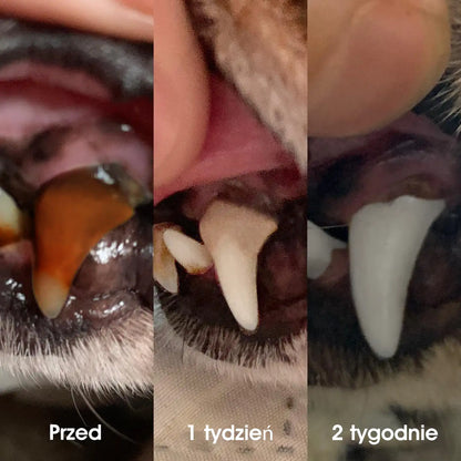 🐶🐱Yovot® Pet Dental & Digestive Health Oral Liquid – odświeża oddech, usuwa kamień nazębny, wspiera regenerację dziąseł i stabilizuje zęby (dla psów i kotów) – Oszczędź 70% dzisiaj!